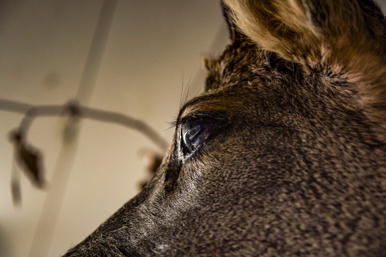 Gros plan sur une tête de chevreuil naturalisée. On peut voir le détail des poil, des cils et de l'oeil.